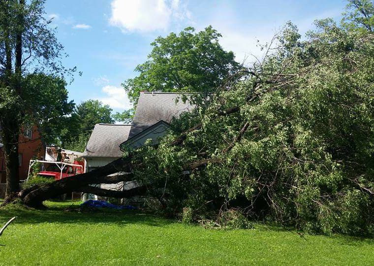 tree debris