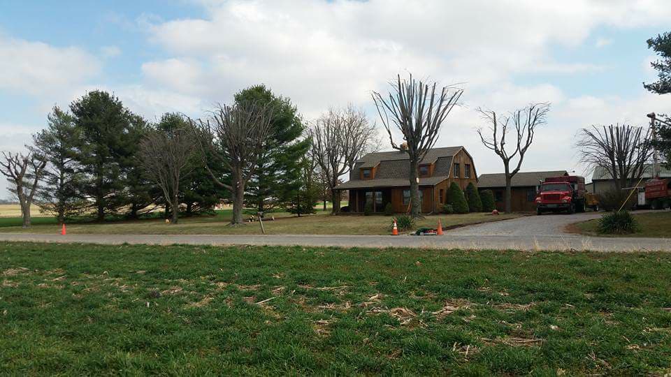 tree trimming services