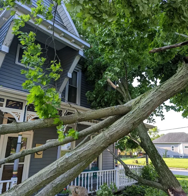 storm damaged tree