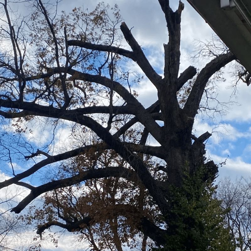 serious broken branches