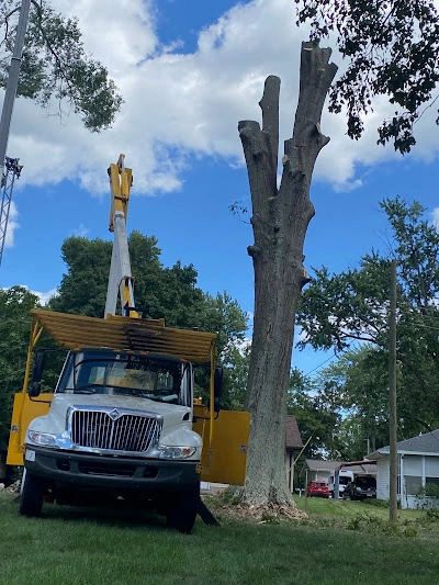 Lightning damaged legacy oak tree removal by Whitledge Tree Service in Princeton Indiana