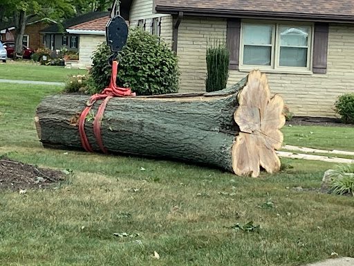 Legacy oak tree damaged by lightning being removed in Princeton, Indiana.