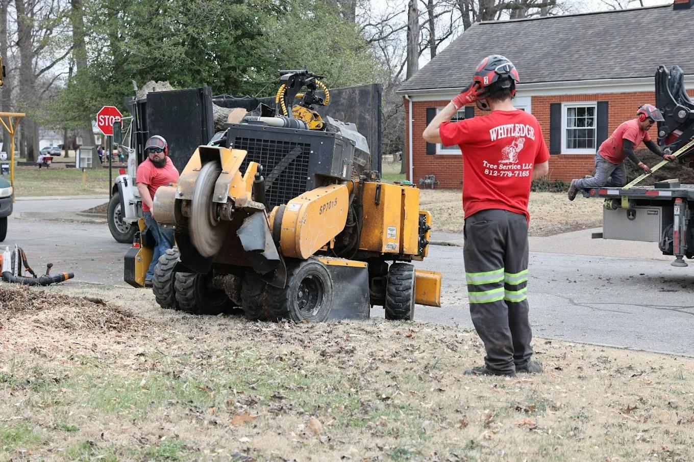 Professional tree company in Patoka providing exceptional tree care services.