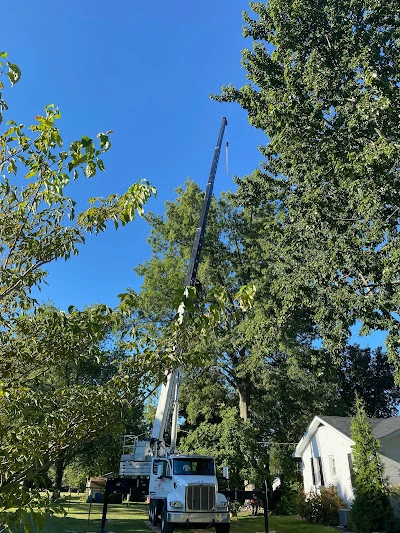 Large oak tree removal in Princeton IN handled safely with professional crew