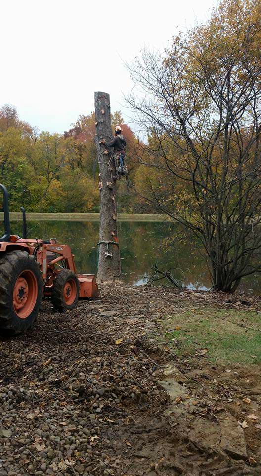 Trusted Tree Service in Patoka | Whitledge Tree Service