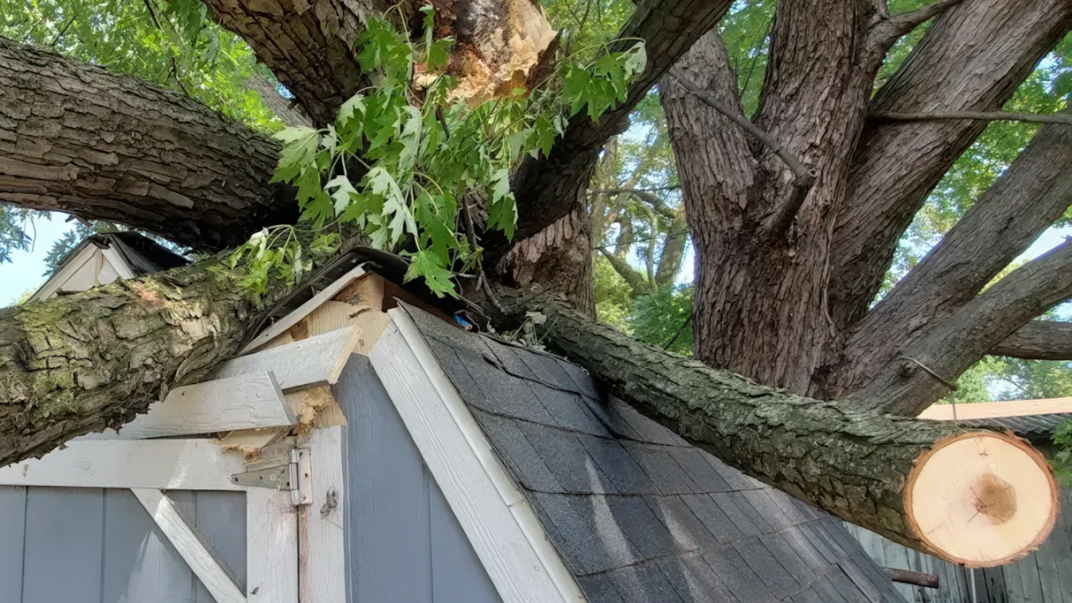 Whitledge Tree Service hazardous tree removal and professional tree inspection in Princeton Indiana