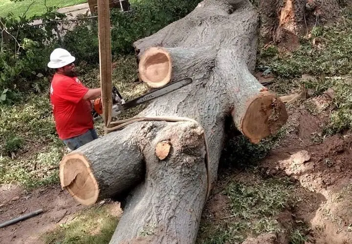Fast and accurate tree removal in Princeton IN with clean results