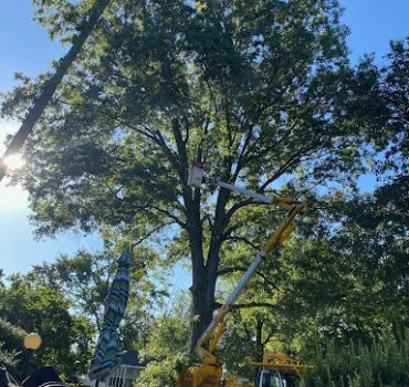 Whitledge Tree Service team assessing a lightning-damaged oak tree in Princeton.