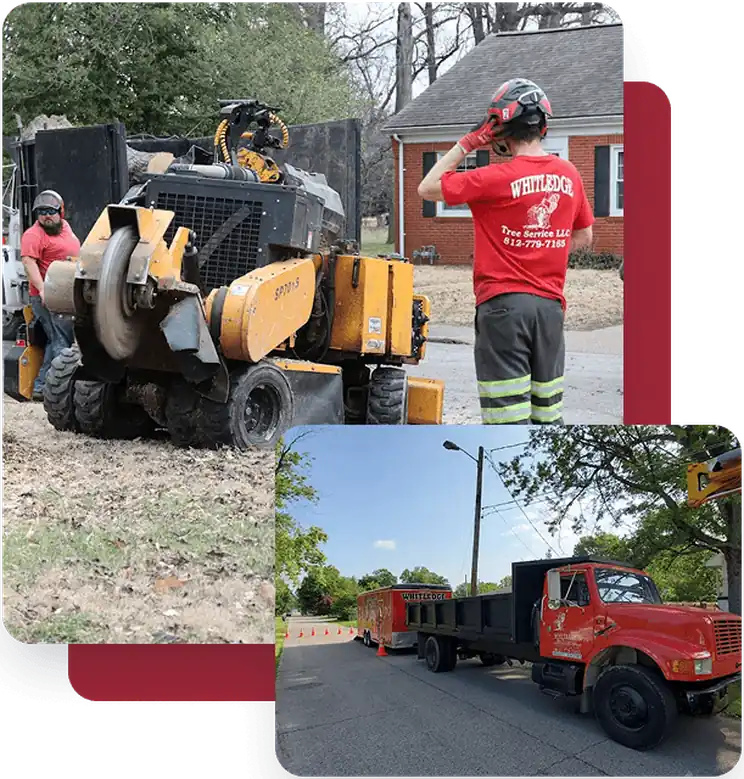 stump grinding services