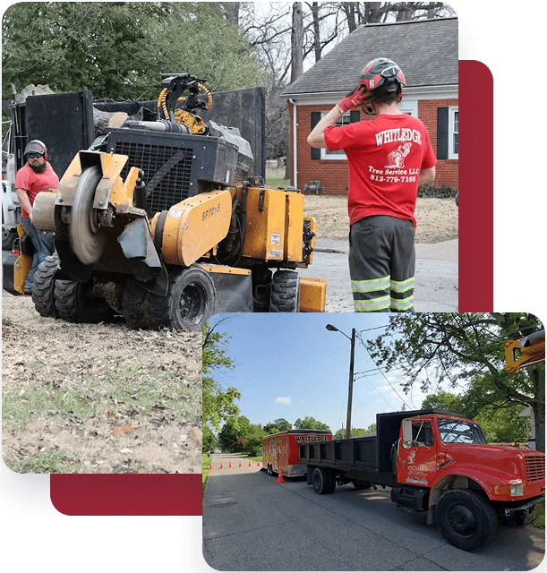 stump grinding services