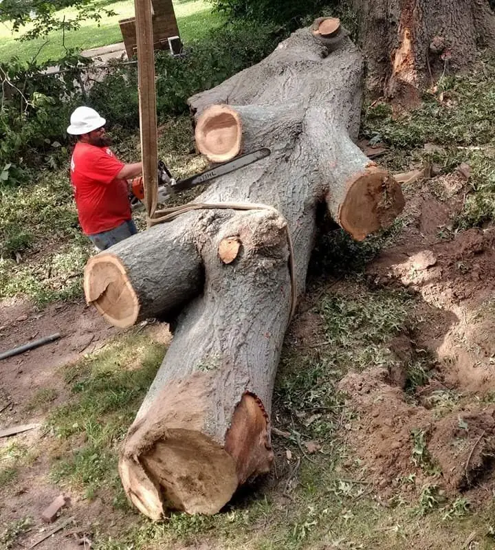 tree removal services