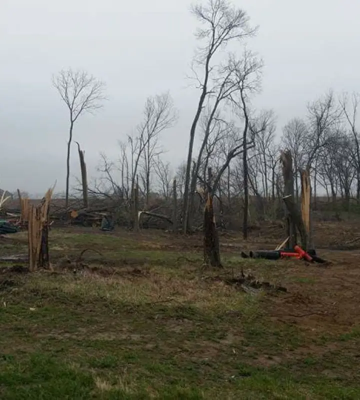 commercial tree care