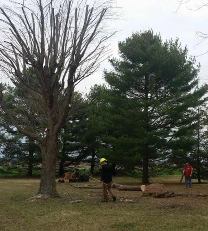 tree trimming near me